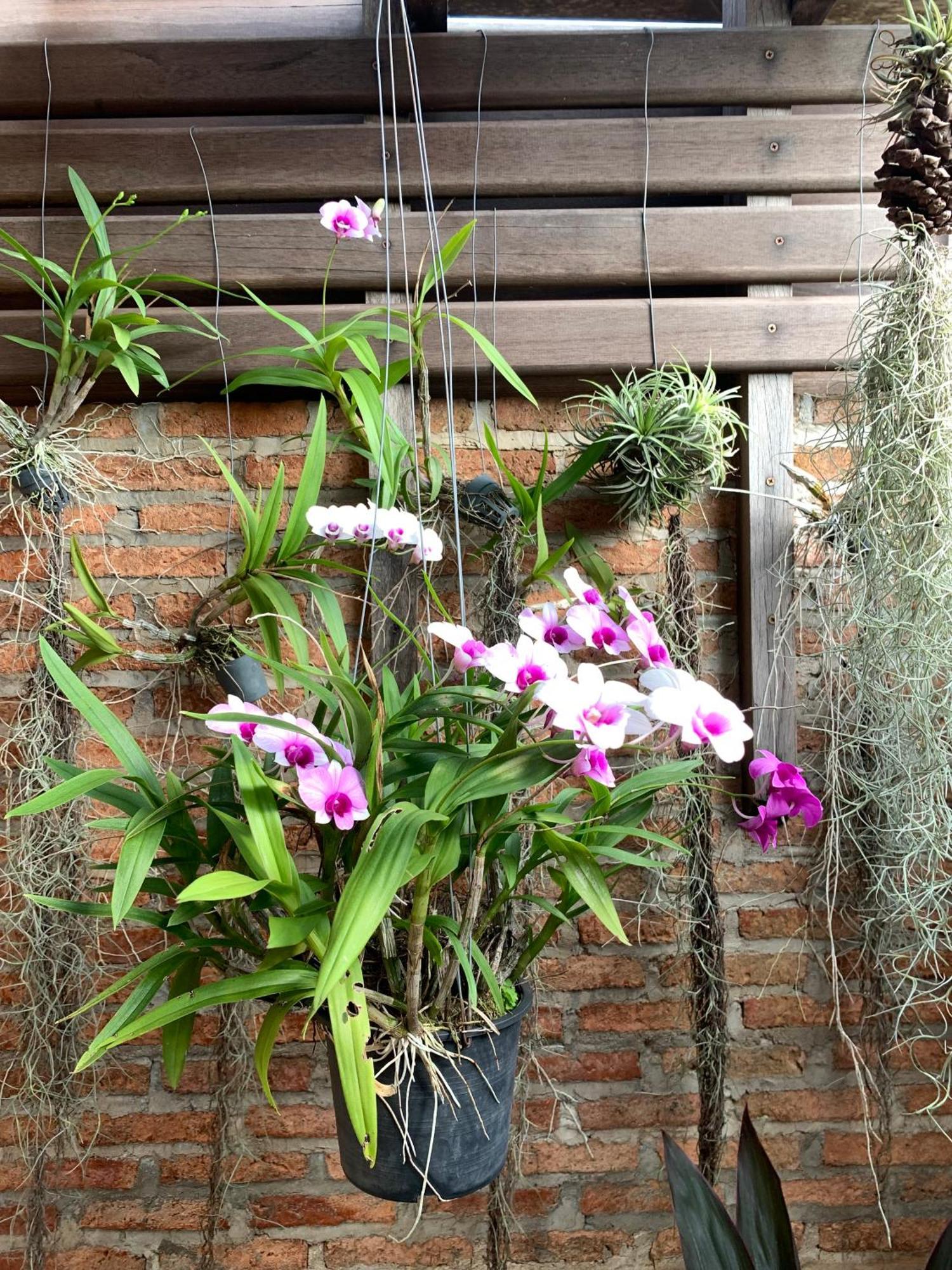 Rang Robin Farmstay For 4 With Pool Ban Wang Muang Dış mekan fotoğraf